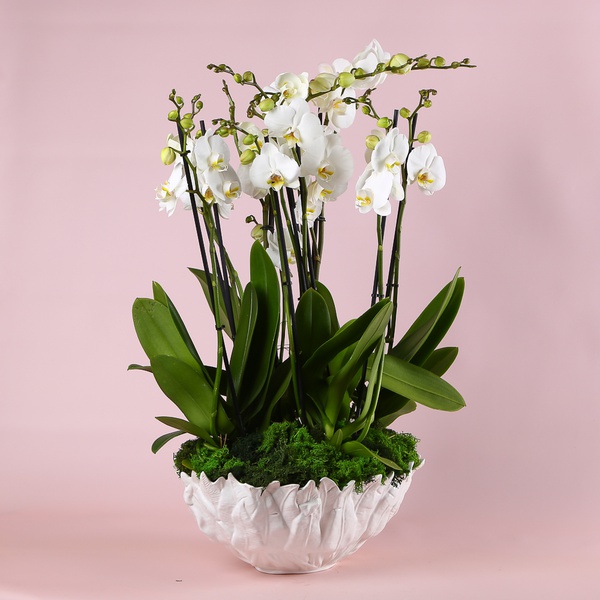 Оrchids in a vase "Botanical touch"