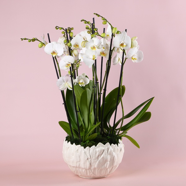 Композиція орхідей