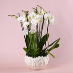 Композиція орхідей