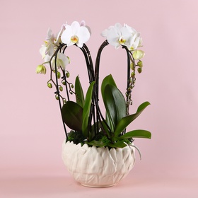 Композиція арка орхідей