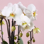Композиція арка орхідей