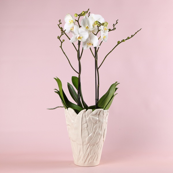 Orchid phalaenopsis royal