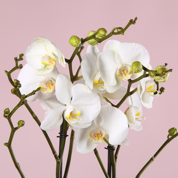 Orchid phalaenopsis royal