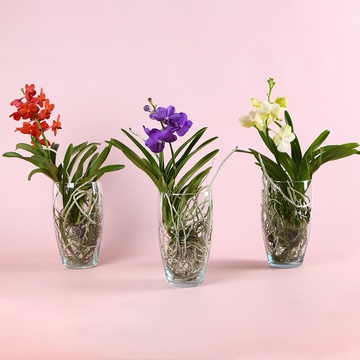 Орхідея Ванда