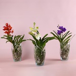 Орхидея Ванда