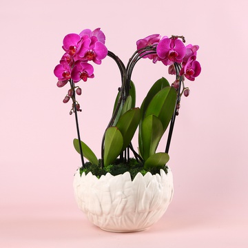 Orchid phalaenopsis arch