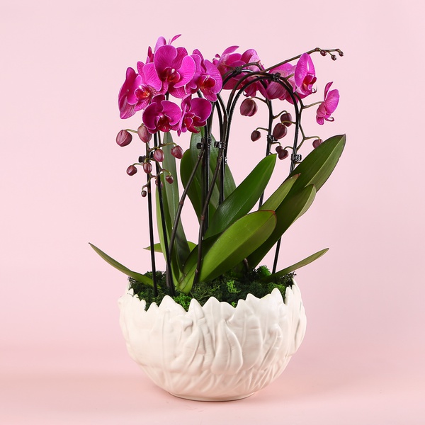 Orchid phalaenopsis arch