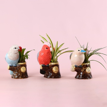 Bromelia mix in a decorative planter