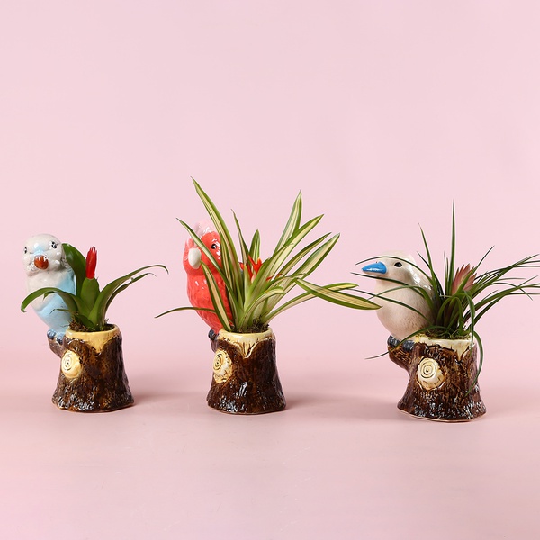 Bromelia mix in a decorative planter