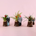 Bromelia mix in a decorative planter