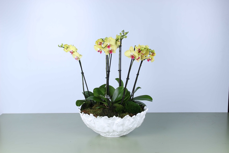 Желтые орхидеи в вазе "Botanical touch"