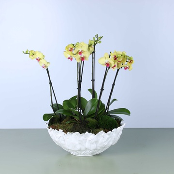 Желтые орхидеи в вазе "Botanical touch"