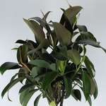 Ficus Melanie