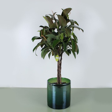 Ficus Melanie