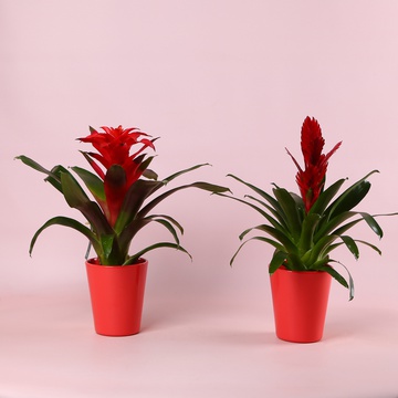 Бромелия микс в кашпо