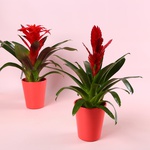 Бромелия микс в кашпо