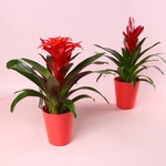 Бромелия микс в кашпо