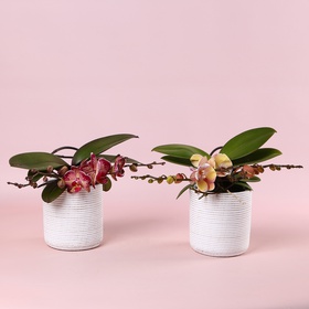 Phalaenopsis L'arrangeur D'orchidee