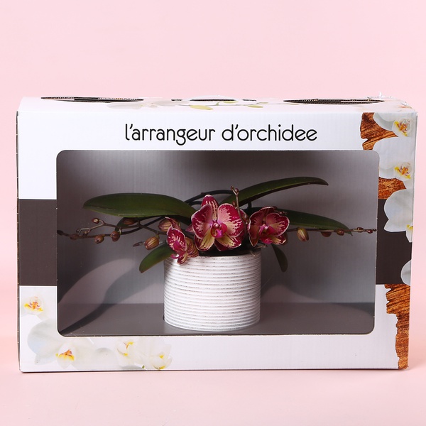 Фаленопсис Phalaenopsis L'arrangeur D'orchidee