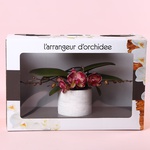 Фаленопсис Phalaenopsis L'arrangeur D'orchidee