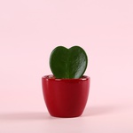 Хойя Керрі у кашпо