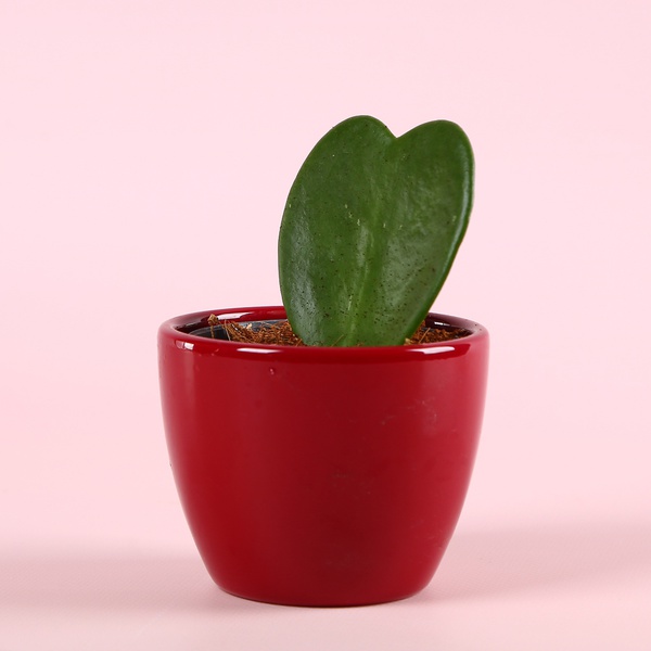 Хойя Керрі у кашпо