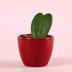 Хойя Керрі у кашпо