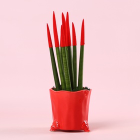 Sansevieria Mikado 1