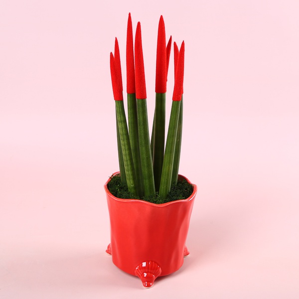 Сансевиерия Mikado 1