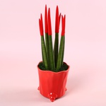 Сансевиерия Mikado 1