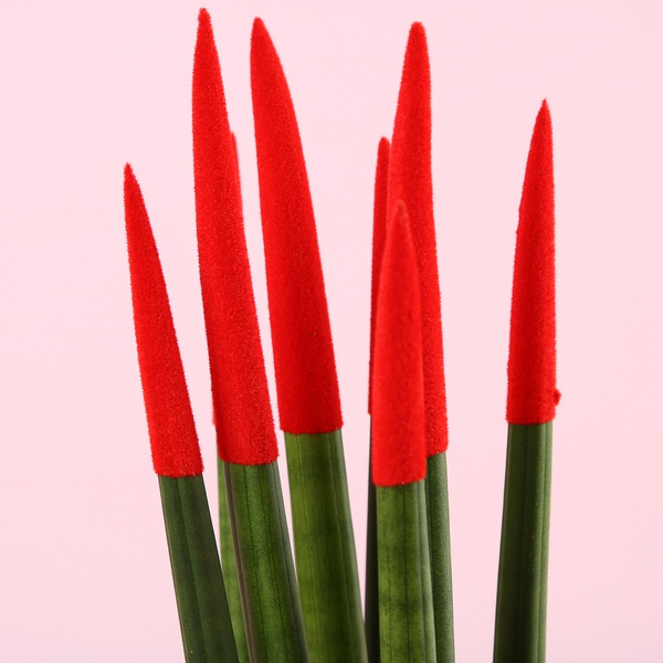 Сансевиерия Mikado 1