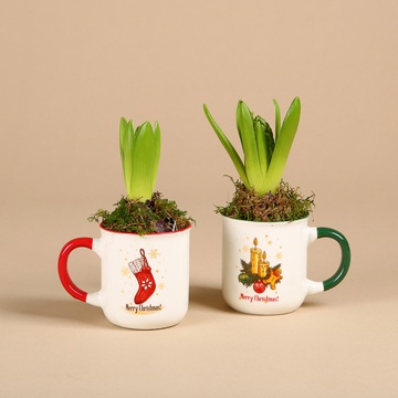 Hyacinth in cup