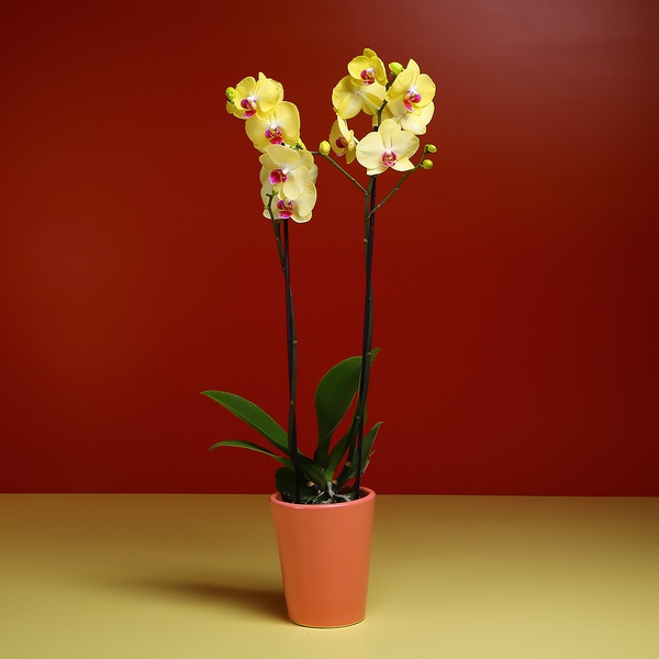 Orchid Phalaenopsis yellow