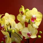 Орхідея аленопсис жовтий