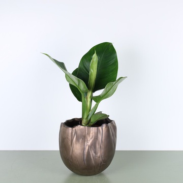 Philodendron mix