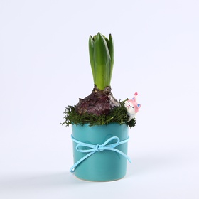 Hyacinths in pot
