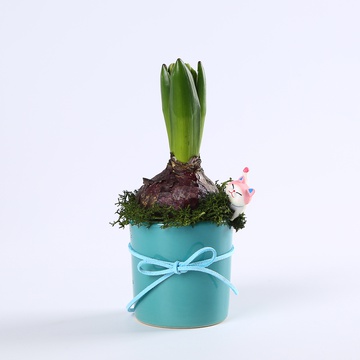 Hyacinths in pot