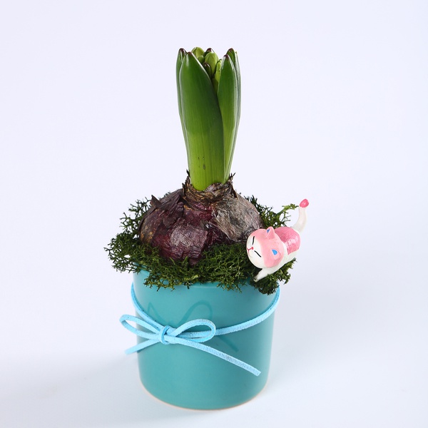 Hyacinths in pot