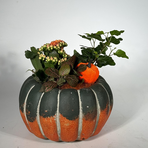 Planting in a pot "Cozy Autumn"