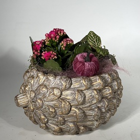 Transplanting from plants in a "Pine" pot