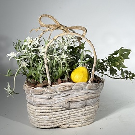 Композиція з рослинами "Подих гір"