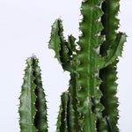 Еуфорбія мікс