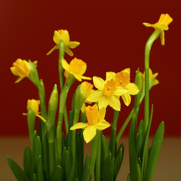 Daffodils in pots