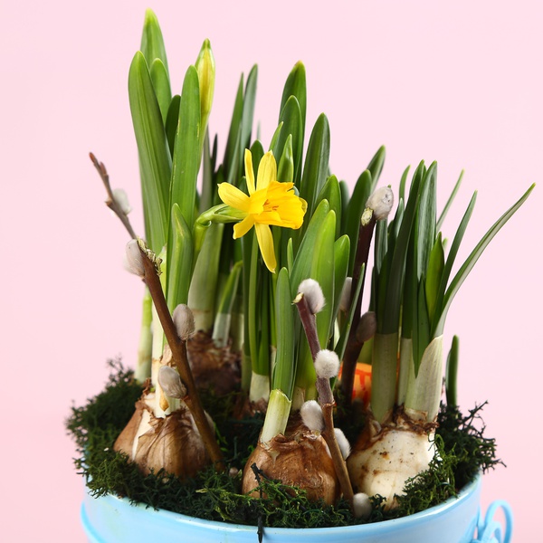 This spring arrangement