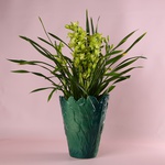 Орхидея Цимбидиум