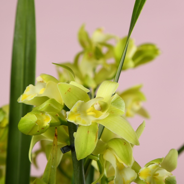 Орхидея Цимбидиум