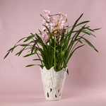 Орхидея Цимбидиум