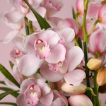 Орхидея Цимбидиум