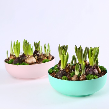 Мікс першоцвітів