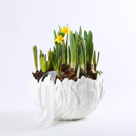 Primroses "Galyavina"